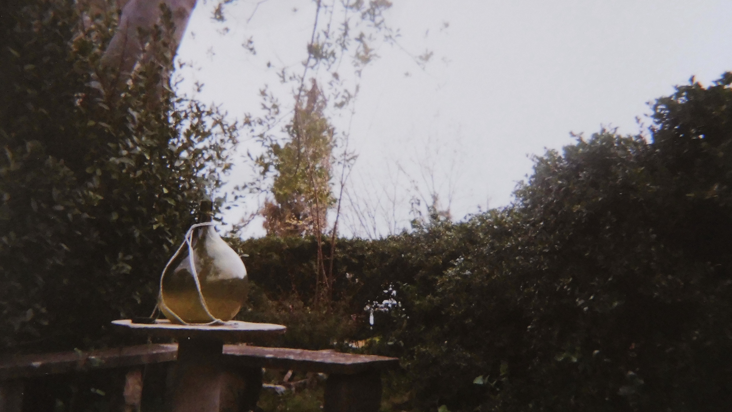 Photograph of a garden showing in the foreground a wine bottle on a table with a bench, and behind it a hedge and some trees.